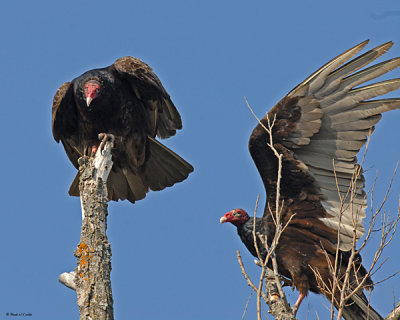 20080501 084 Turkey Vulture.jpg