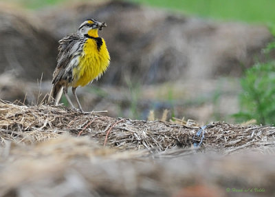 20080606 174 Eastern Meadowlark.jpg