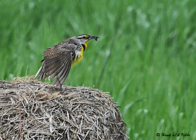 20080606 291 Eastern Meadowlark.jpg