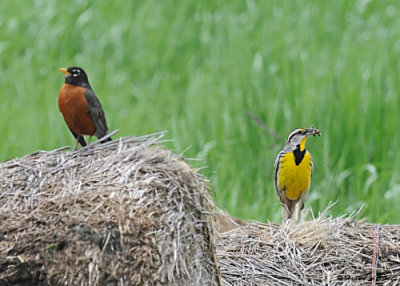 20080606 014 Eastern Meadowlark.jpg