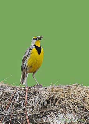 20080606 137 Eastern Meadowlark.jpg