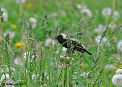 20080606 508 Bobolink.jpg