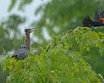 20080606 266 Green Heron SERIES.jpg