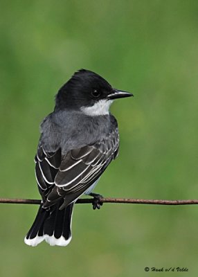 20080611 134 Eastern Kingbird.jpg