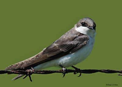 20080528 184 Tree Swallow (juvenile).jpg