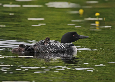 20080621 300 282 Common Loons (imm 8 days old).jpg