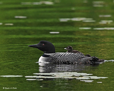 20080621 300 350 Common Loons (imm 8 days old).jpg