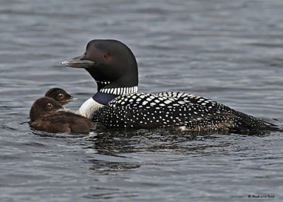 20080621 300 062 Common Loons (imm 8 days old).jpg