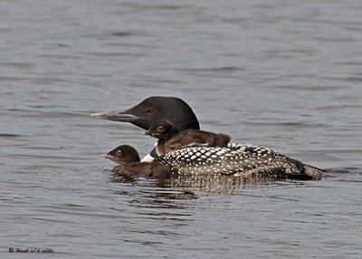 20080621 300 041 Common Loons (imm 8 days old).jpg