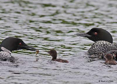 20080621 300 181 Common Loons (imm 8 days old).jpg