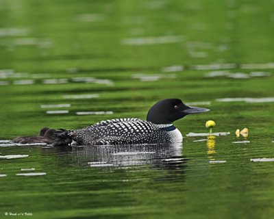 20080621 300 390 Common Loons (imm 8 days old).jpg