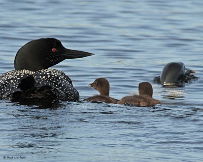 20080625 - 300 042 Common Loons (imm 11 and 12 days old) SERIES.jpg