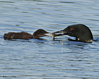 20080625 - 300 090 Common Loons (imm 11 and 12 days old) SERIES.jpg