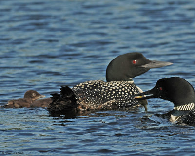 20080625 - 300 214 Common Loons (imm 11 to 12 days old) SERIES.jpg
