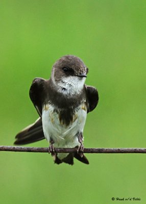 20080606 413 Bank Swallow.jpg