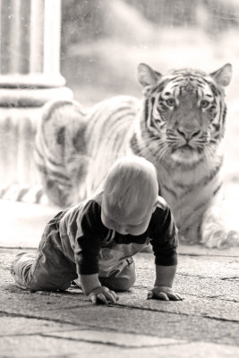 tijger, tiger