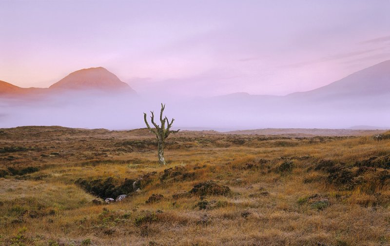 Pink Seclusion