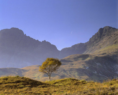 Skye Birch Moonrise