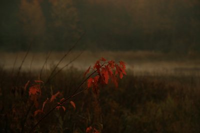 Misty Fall Morning 1.JPG