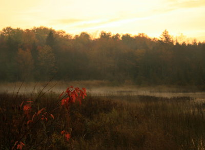 Misty Fall Morning.jpg