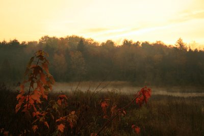 Misty Fall Morning 2.JPG