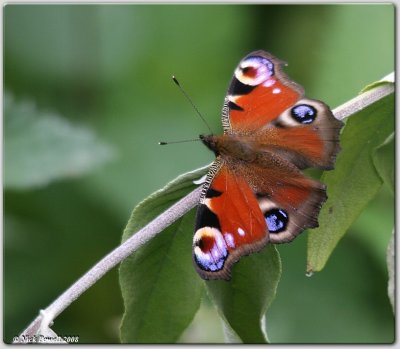 Peacock Butterfly (Inachis io)