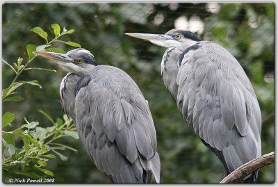 Herons @ 267.0mm