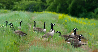 Gathering of Geese