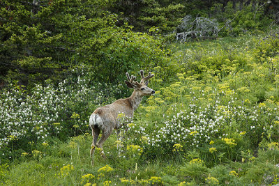 GNP White Tailed Deer