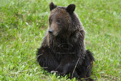 Banff Grizzly & Cubs - May 08