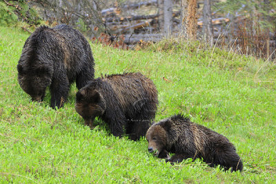 0C9K9649Banff Grizzly & Cubs.jpg