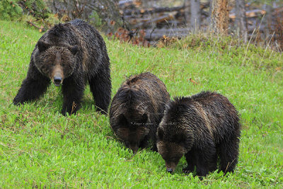 0C9K9650Banff Grizzly & Cubs.jpg