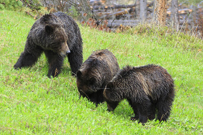 0C9K9651Banff Grizzly & Cubs.jpg