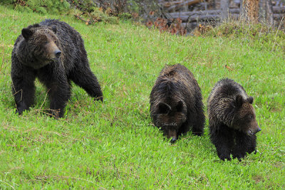 0C9K9652Banff Grizzly & Cubs.jpg