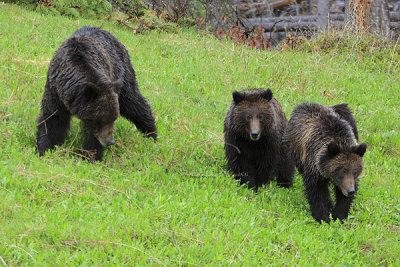 0C9K9653Banff Grizzly & Cubs.jpg