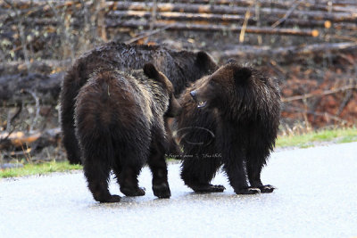 0C9K9663Banff Grizzly & Cubs.jpg