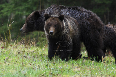 0C9K9675Banff Grizzly & Cubs.jpg