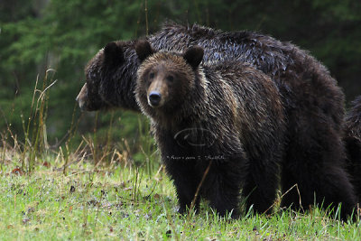 0C9K9677Banff Grizzly & Cubs.jpg