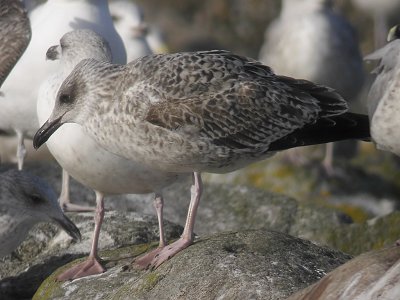 Medelhavstrut - Yellow-legged Gull  (Larus michahellis)