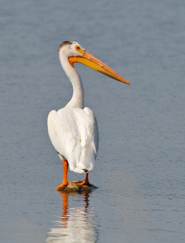 American White Pelican