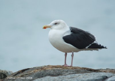 Great Black-backed Gull (winter adult)