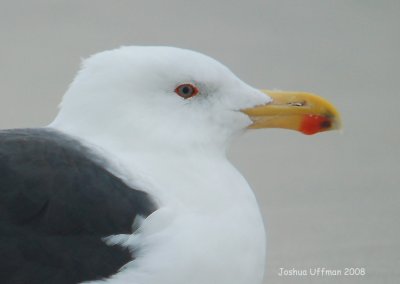 Great Black-backed Gull (4th cycle or winter adult)