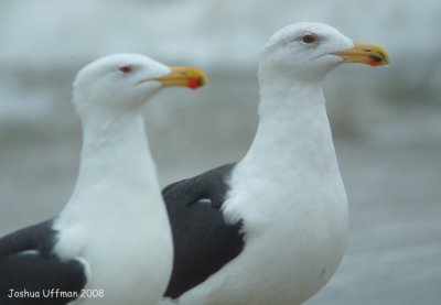 Great Black-backed Gull (winter adult/4th cycle)