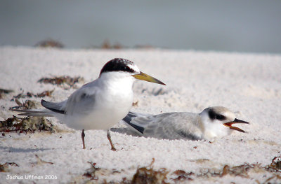 Least Tern