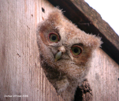 Eastern Screech Owls