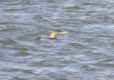 Yellow-billed Loon (juvenile)