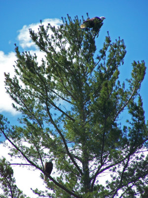 baldies in tree.jpg