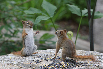 squirrel fight.jpg