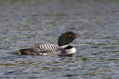 Loon.jpg