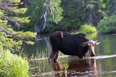 mama moose.jpg